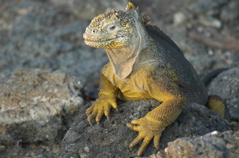 Galapagos Islands